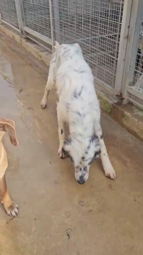 Setter Inglese cani in regalo: Zeus: giovane setter socievole equilibrato  - Video 1