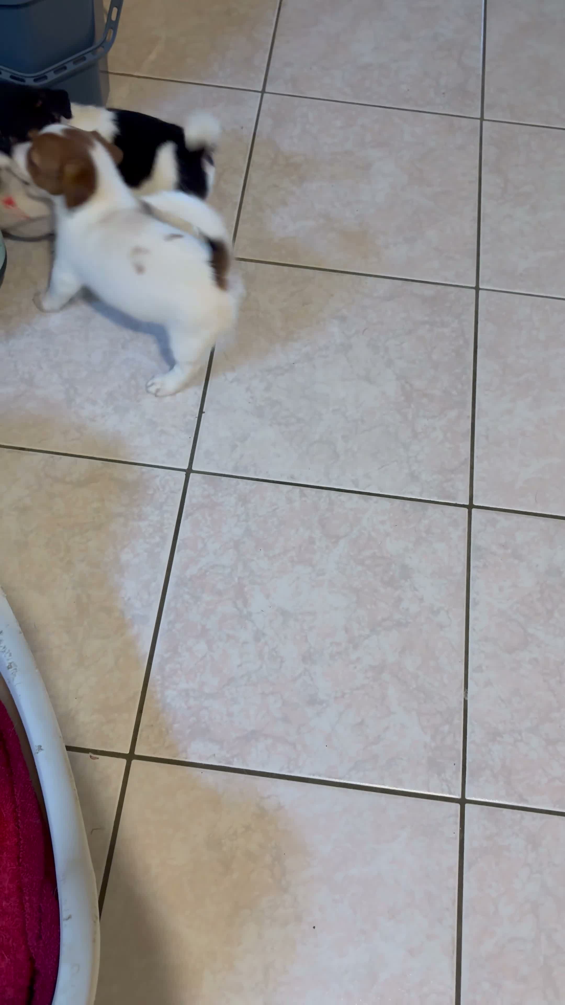 Jack Russell cani in vendita: Cuccioli Jack Russell Terrier  a Provincia di Vicenza - Video 1