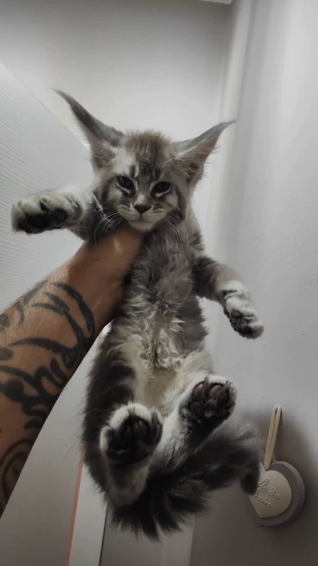 Maine Coon gatti in vendita: Cuccioli di Maine Coon Altissima Genealogia  a Provincia di Lucca - Video 2