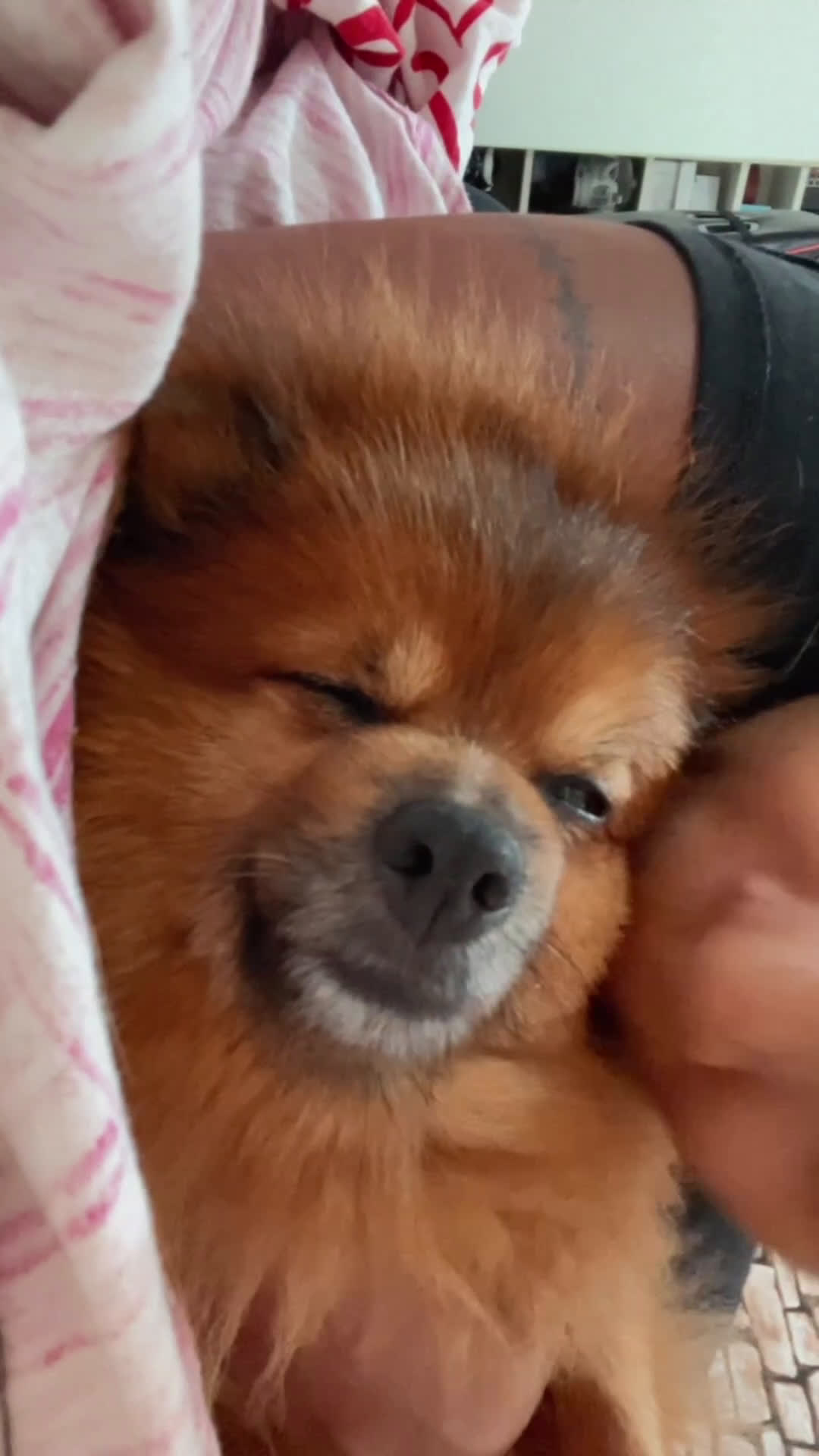 Volpino Pomerania cani per accoppiamento: Volpino Pomerania disponibile per accoppiamento  - Video 3