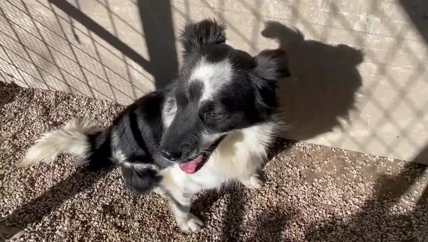 Meticcio cani in regalo: Sam: dolce pastorino vivace e socievole  - Video 3