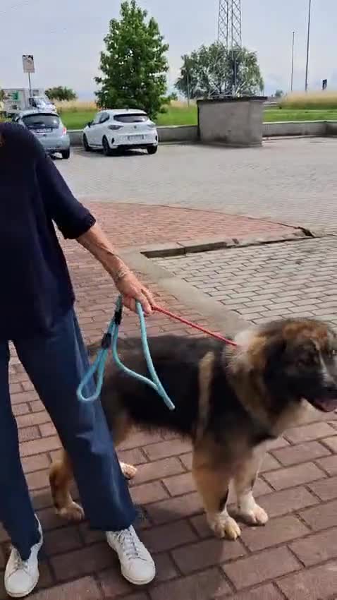 Meticcio cani in regalo: PRUGNA STUPENDA - Video 1