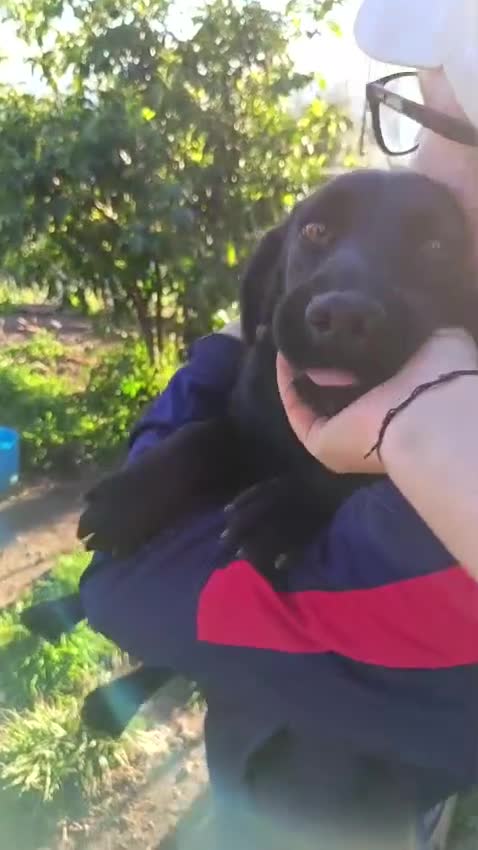 Meticcio cani in regalo: Baronessa in canile con rischio deportazione - Video 1
