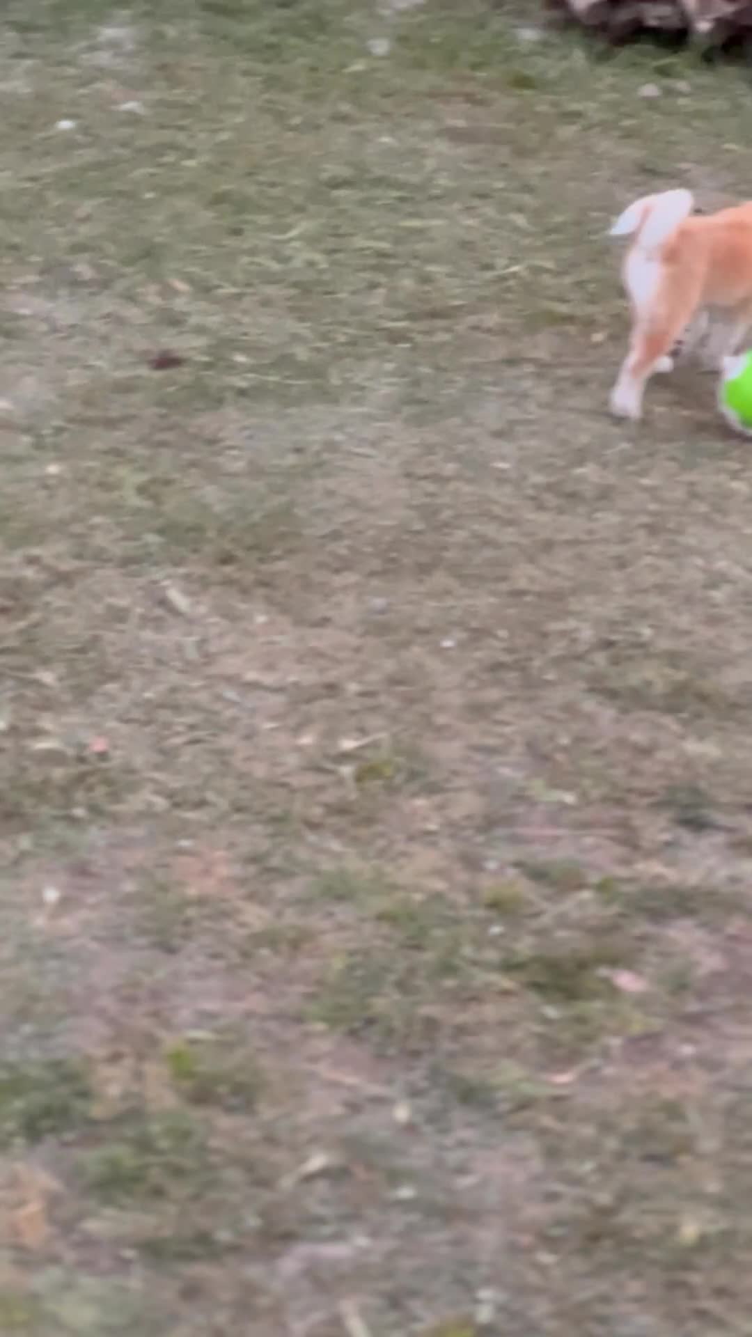 Akita Inu cani in vendita: CUCCIOLO AKITA INU - TOP SELECTION  - Video 1
