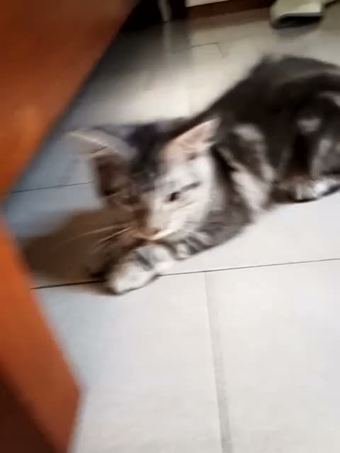 Maine Coon gatti in vendita: Maine coon  - Video 1