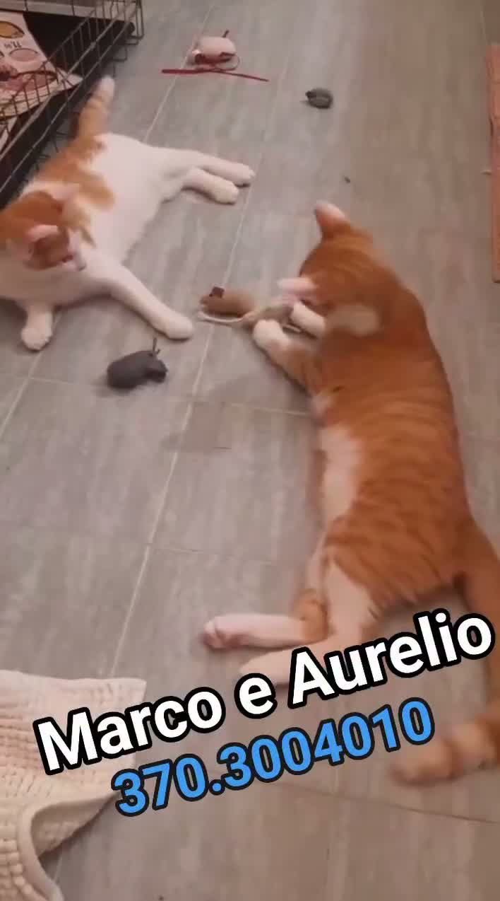 Europeo gatti in regalo: #Marco e #Aurelio e le ore contate a Città metropolitana di Roma Capitale - Video 1