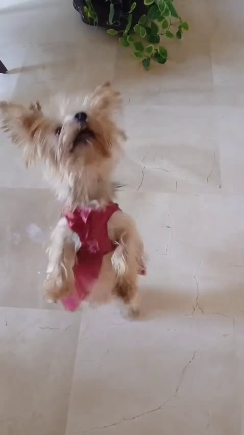 Yorkshire cani in regalo: Splendida Yorkshire - YORKI - Video 1