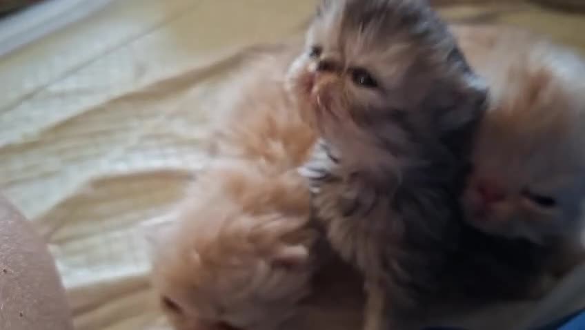 Persiano gatti in vendita: Persiani ipertipico - Video 2