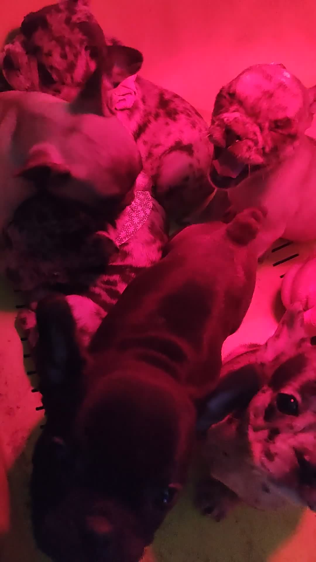 Bulldog Francese cani in vendita: Cuccioli esotici di bulldog francese  - Video 4