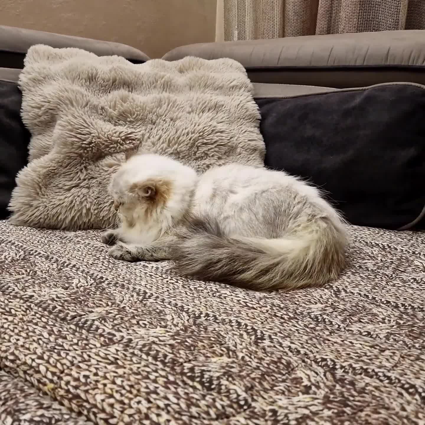 British gatti in vendita: PEDIGREE DA RIPRODUZIONE BRITISH LONGHAIR POINT  - Video 2