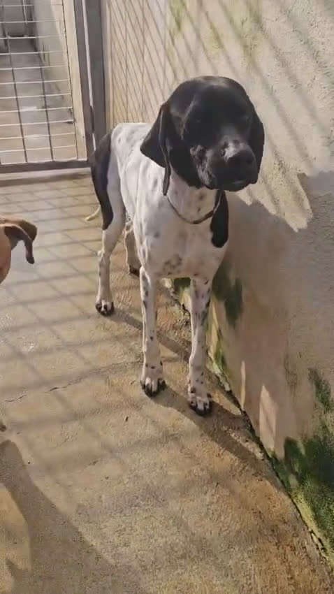 Pointer cani in regalo: Valentino: pointerino dolcissimo con tutti  - Video 1