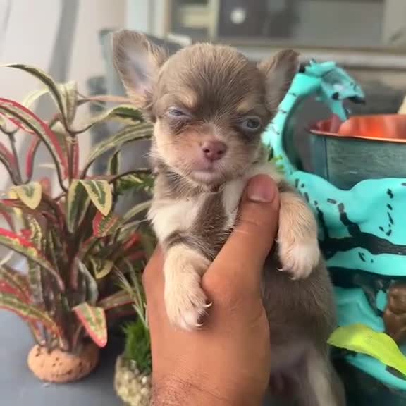 Chihuahua cani in vendita: 2 boy e 1 girl chihuahua pelo lungo pedigree enci  - Video 1