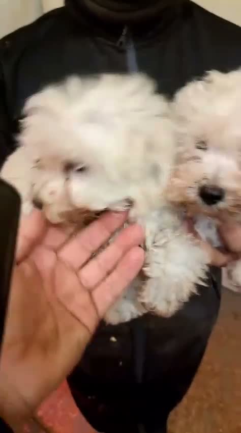 Maltipoo cani in vendita: ULTIMO CUCCIOLO MALTIPÒO BIANCO - Video 2