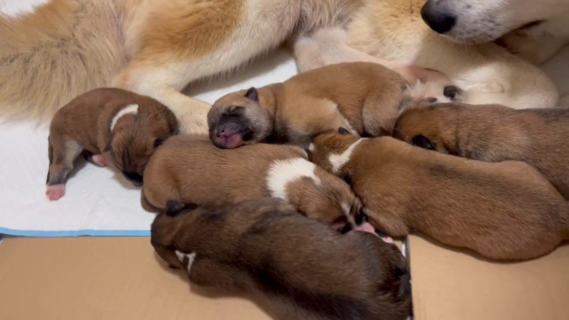 Akita Inu cani in vendita: Cuccioli di Akita Inu disponibili Calabria  - Video 1
