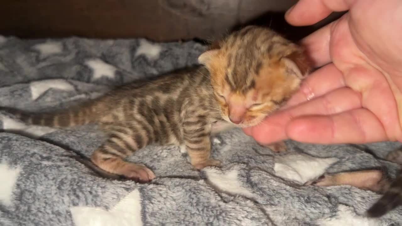 Bengala gatti in vendita: Splendidi maschi BENGAL con pedigree aperto - Video 2