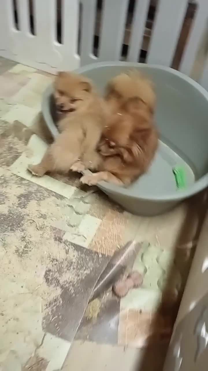 Spitz cani in vendita: Cuccioli spitz piccolo  - Video 1