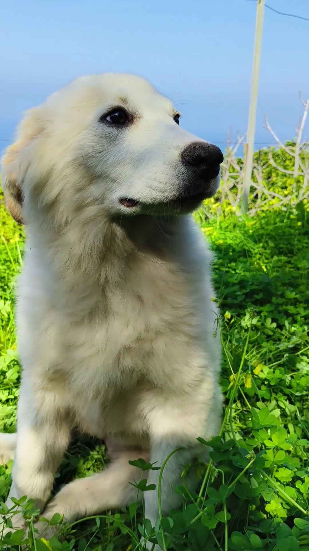 Meticcio cani in regalo: Noa cerca casa 🏠 - Video 1