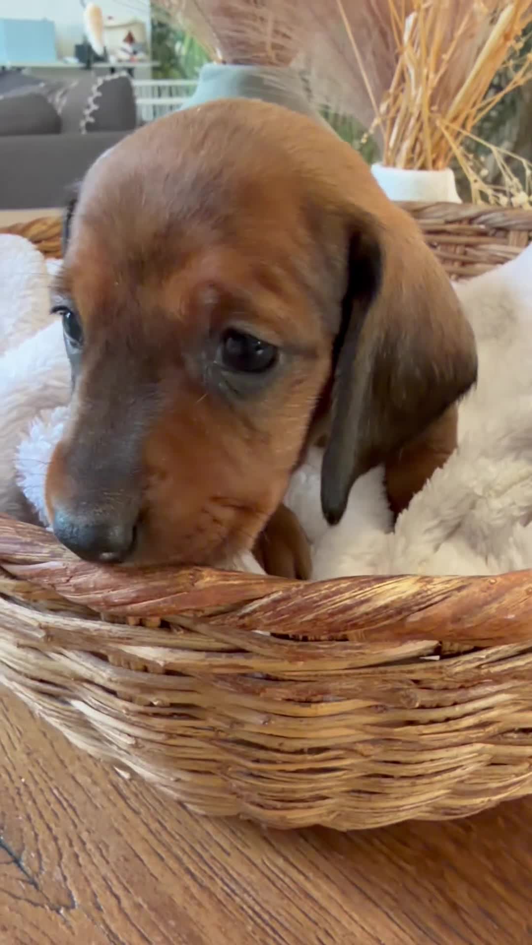 Bassotto cani in vendita: Cuccioli Bassotto Tedesco Standard Disponibili - Video 4