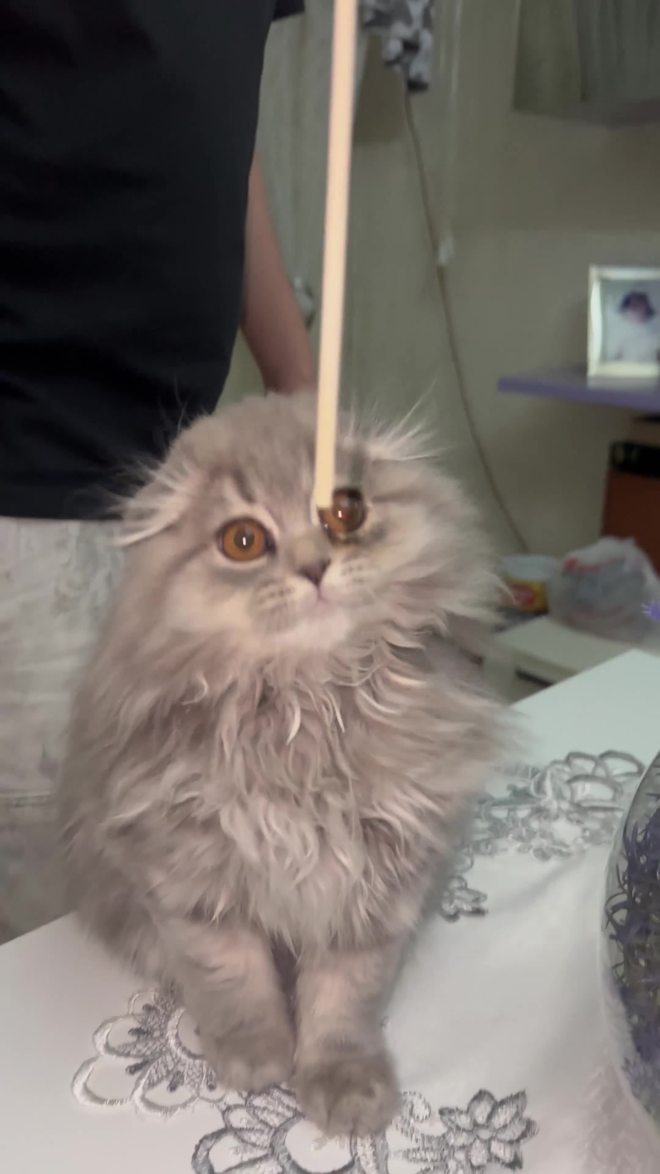 Scottish gatti in vendita: Cuccioli Scottish  a Città Metropolitana di Napoli - Video 2
