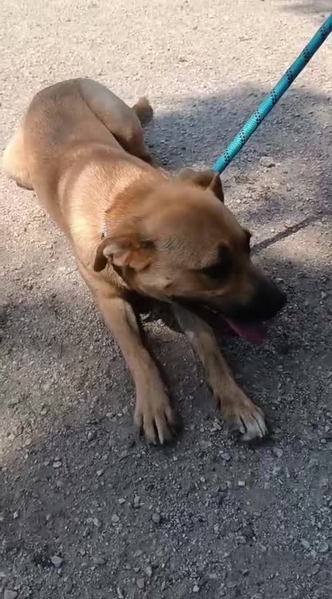 Meticcio cani in regalo: Andreina: dolce e socievole con tutti  - Video 2
