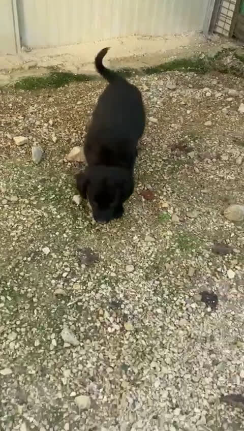 Meticcio cani in regalo: ZAFFIRO SMERALDO DIAMANTE - Video 3