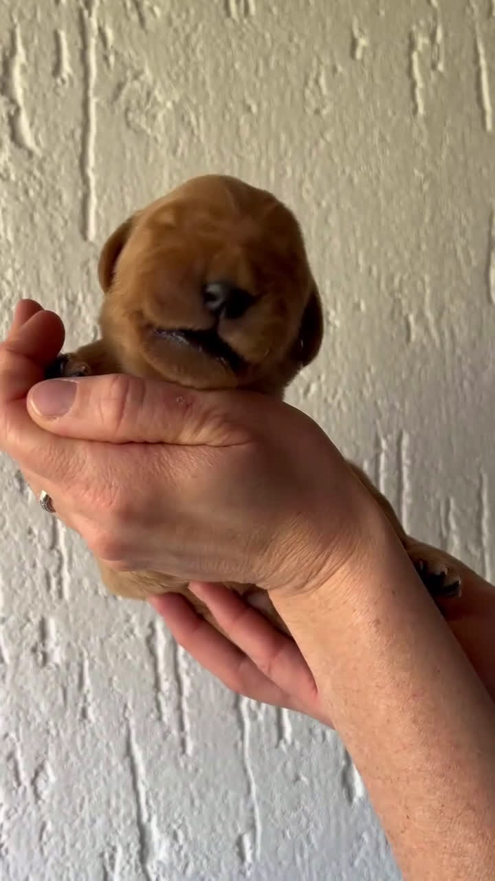 Golden Retriever cani in vendita: Cuccioli di Golden Retriever con pedigree ENCI - Video 1