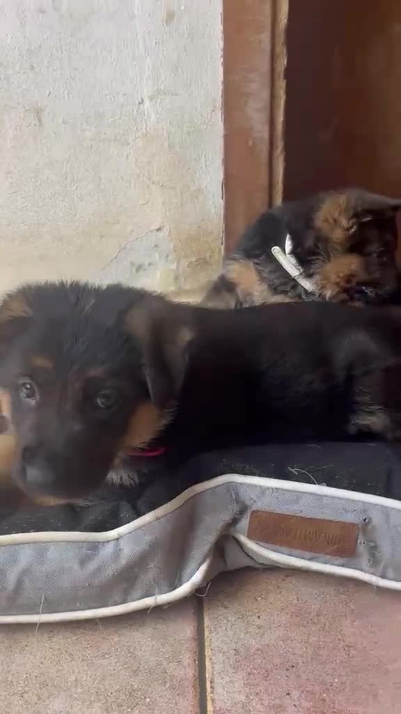 Pastore Tedesco cani in vendita: 7 Cuccioli Pastore Tedesco con Pedigree ENCI a Provincia di Verona - Video 2