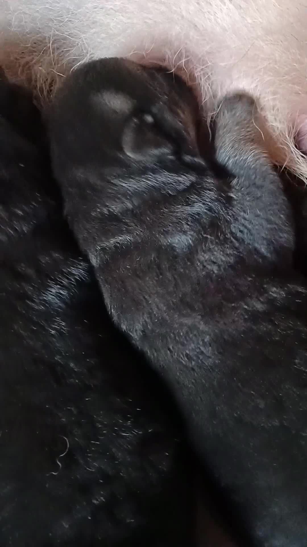 Pastore Tedesco cani in vendita: Cuccioli di Pastore Tedesco - Video 1