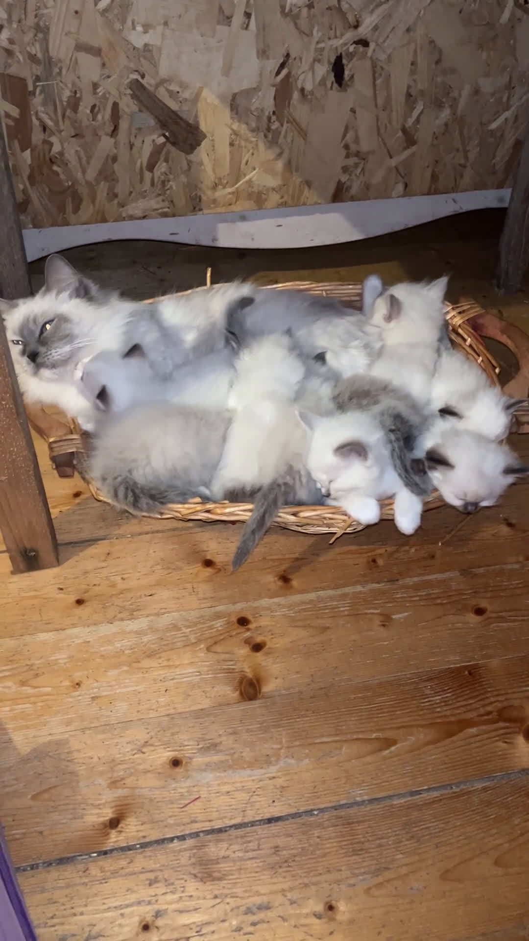 Ragdoll gatti in vendita: Ragdoll cucciolo  - Video 1