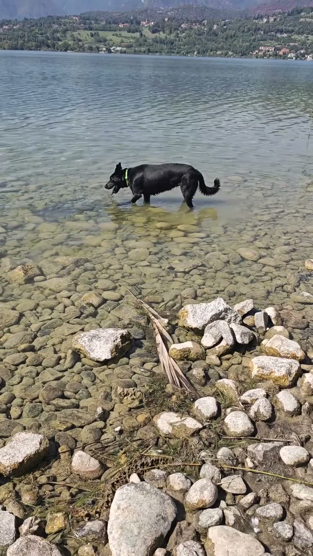 Meticcio cani in regalo: Regalo cane  a Provincia di Lecco - Video 1