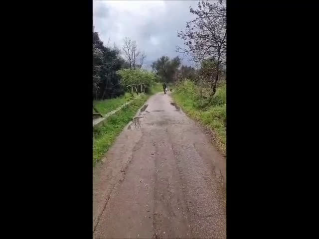 Meticcio cani in regalo: Ellen, un cane pronto a splendere a Città Metropolitana di Bari - Video 2