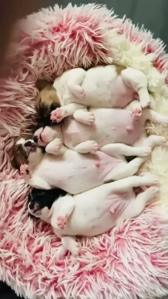 Jack Russell cani in vendita: Cucciolata Jack Russell Riolo Terme - Video 1