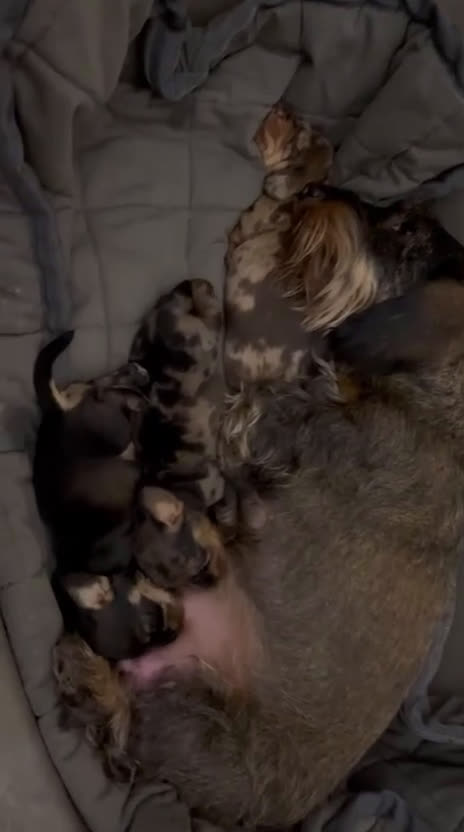 Bassotto cani in vendita: Si vende bassotto nano tedesco a pelo duro - Video 2