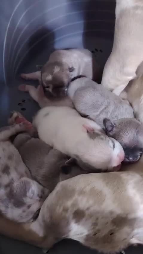 Bulldog Francese cani in vendita: Bulldog francese cuccioli - Video 1