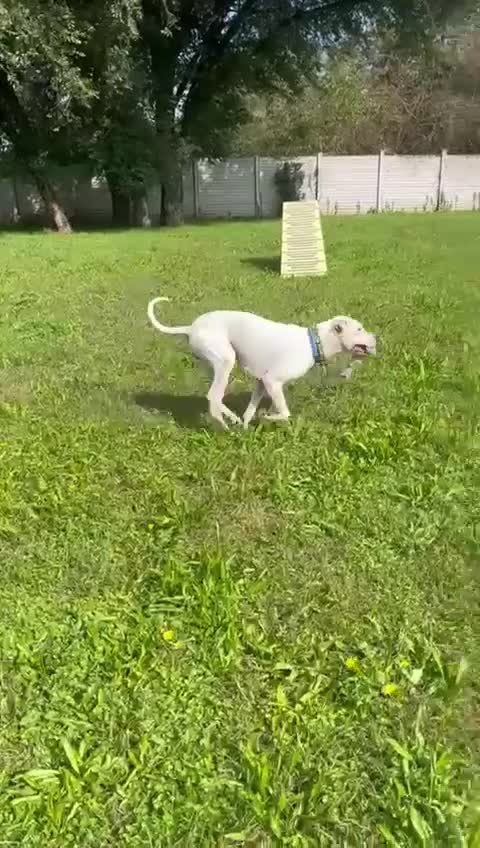 Dogo Argentino cani in regalo: LOLA DOGO ARGENTINO - Video 4