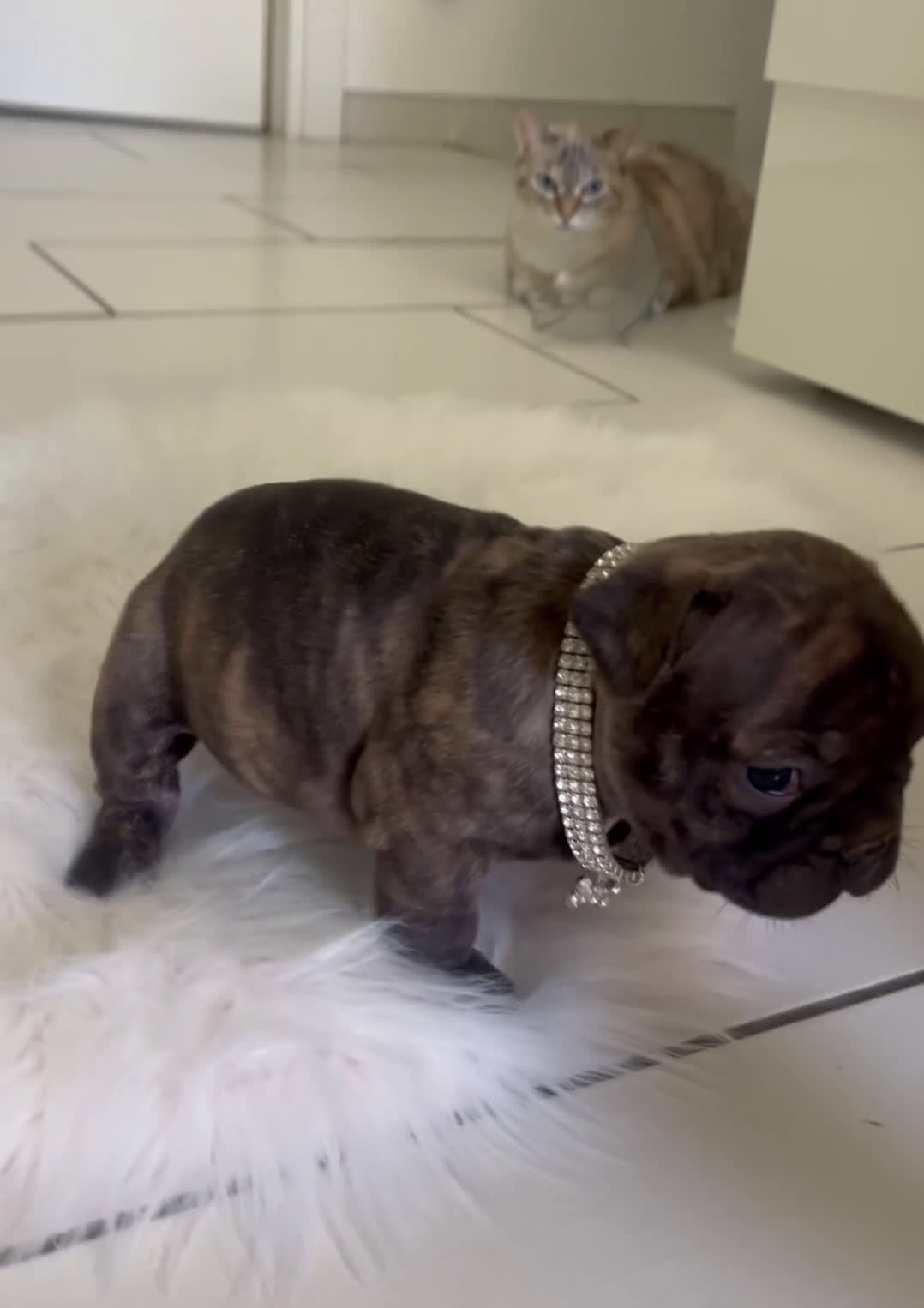 Bulldog Francese cani in vendita: Ultimi 2 cuccioli di bulldog francese  a Città metropolitana di Catania - Video 2
