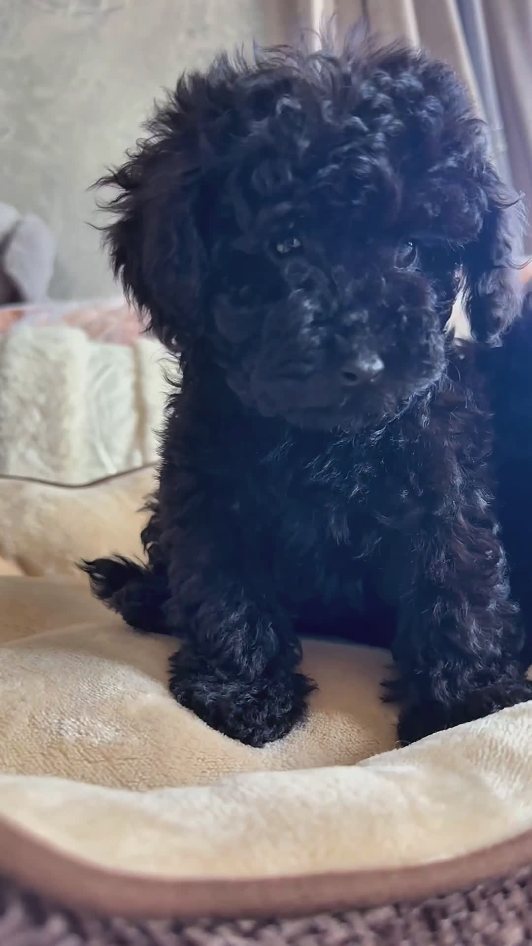 Barboncino cani in vendita: Barboncino toy❤️ - Video 1