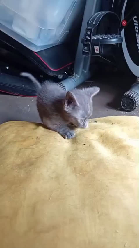 Meticcio gatti in regalo: LA PICCOLA TEMPESTA - Video 1