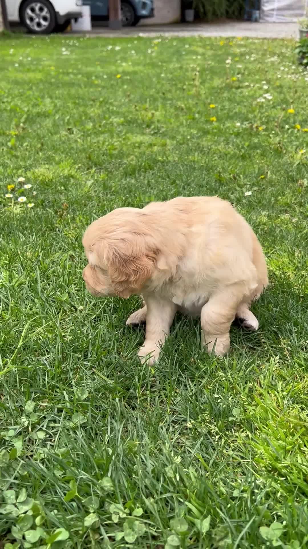 Golden Retriever cani in vendita: Golden Retriever con pedigree ENCI - Video 1