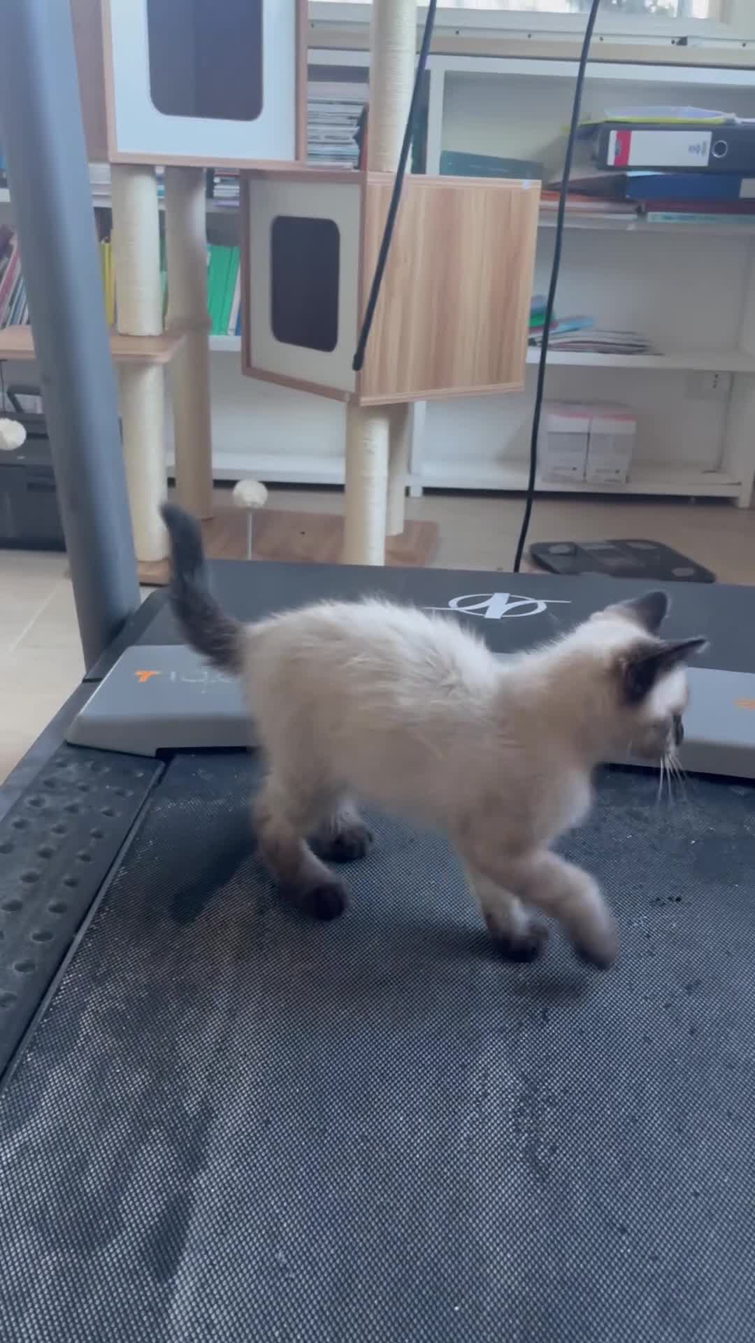 Siamese gatti in vendita: Gattine siamesi - Video 1