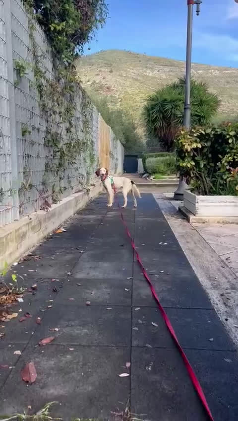 Setter Gordon cani in regalo: Cagnolino setter - Video 2