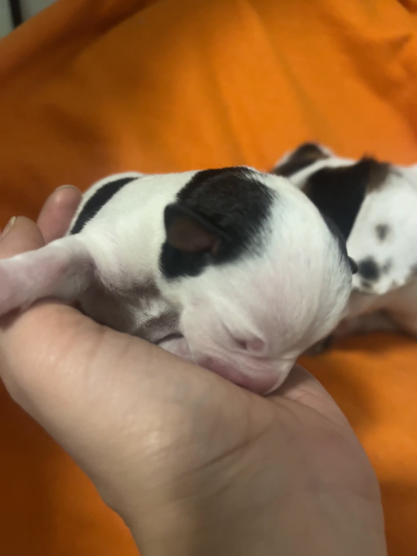 Jack Russell cani in vendita: ultima cucciola - Video 2