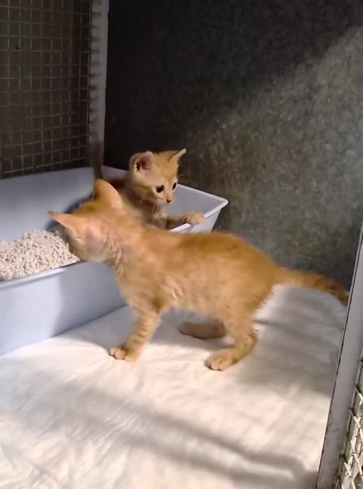 Europeo gatti in regalo: Gattini stupendi a Roma - Video 1