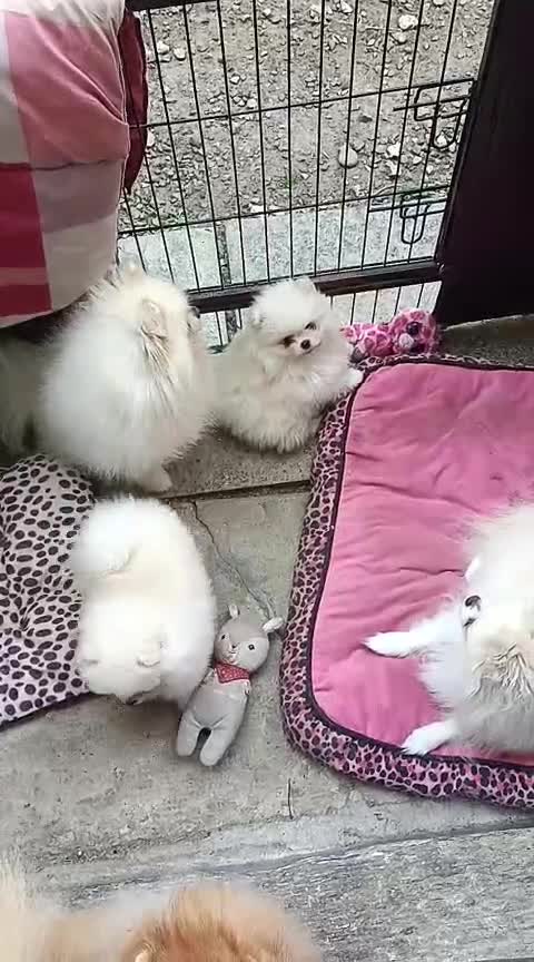 Volpino Pomerania cani in vendita: Volpino di Pomerania  - Video 1