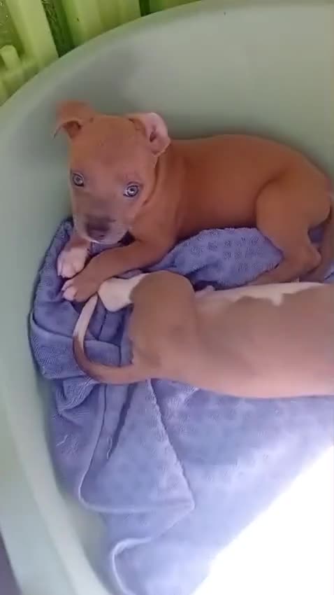 Altre razze cani in vendita: American Pitbull terrier Standart UKC  - Video 1