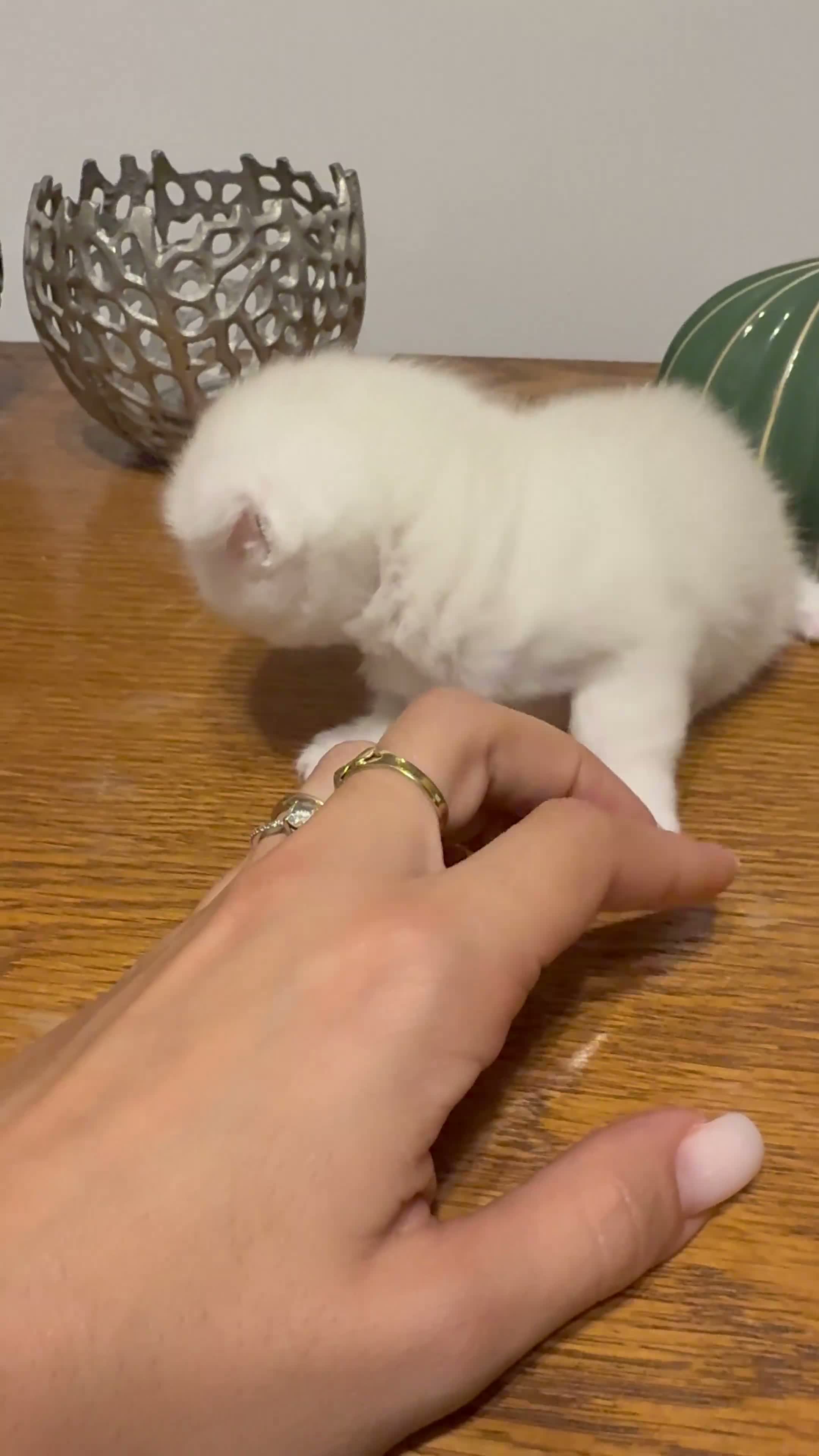 Scottish gatti in vendita: Cuccioli Scottish Fold e straight - Video 1