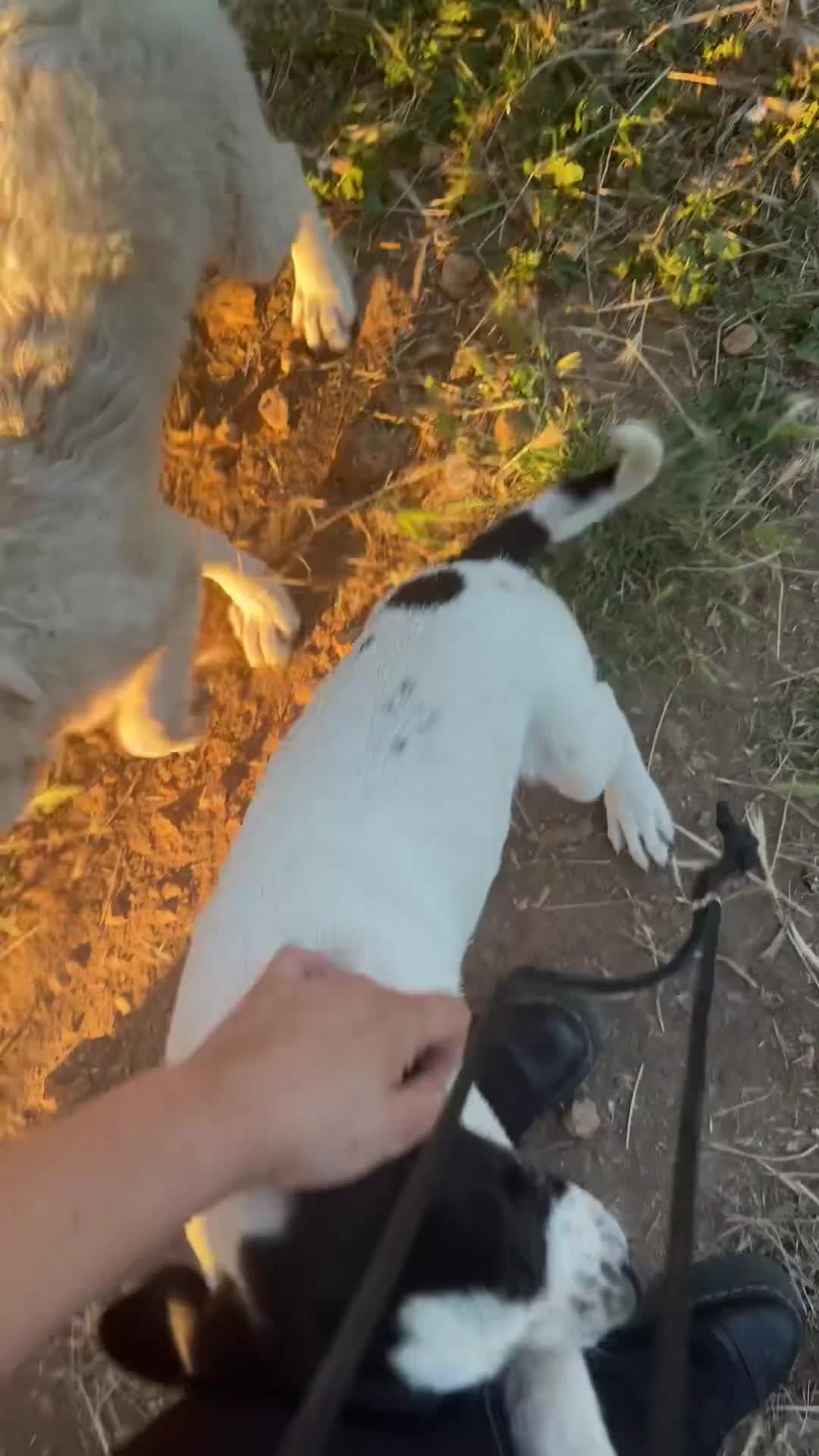 Meticcio cani in regalo: Maremmane  cucciole  a Provincia di Como - Video 1