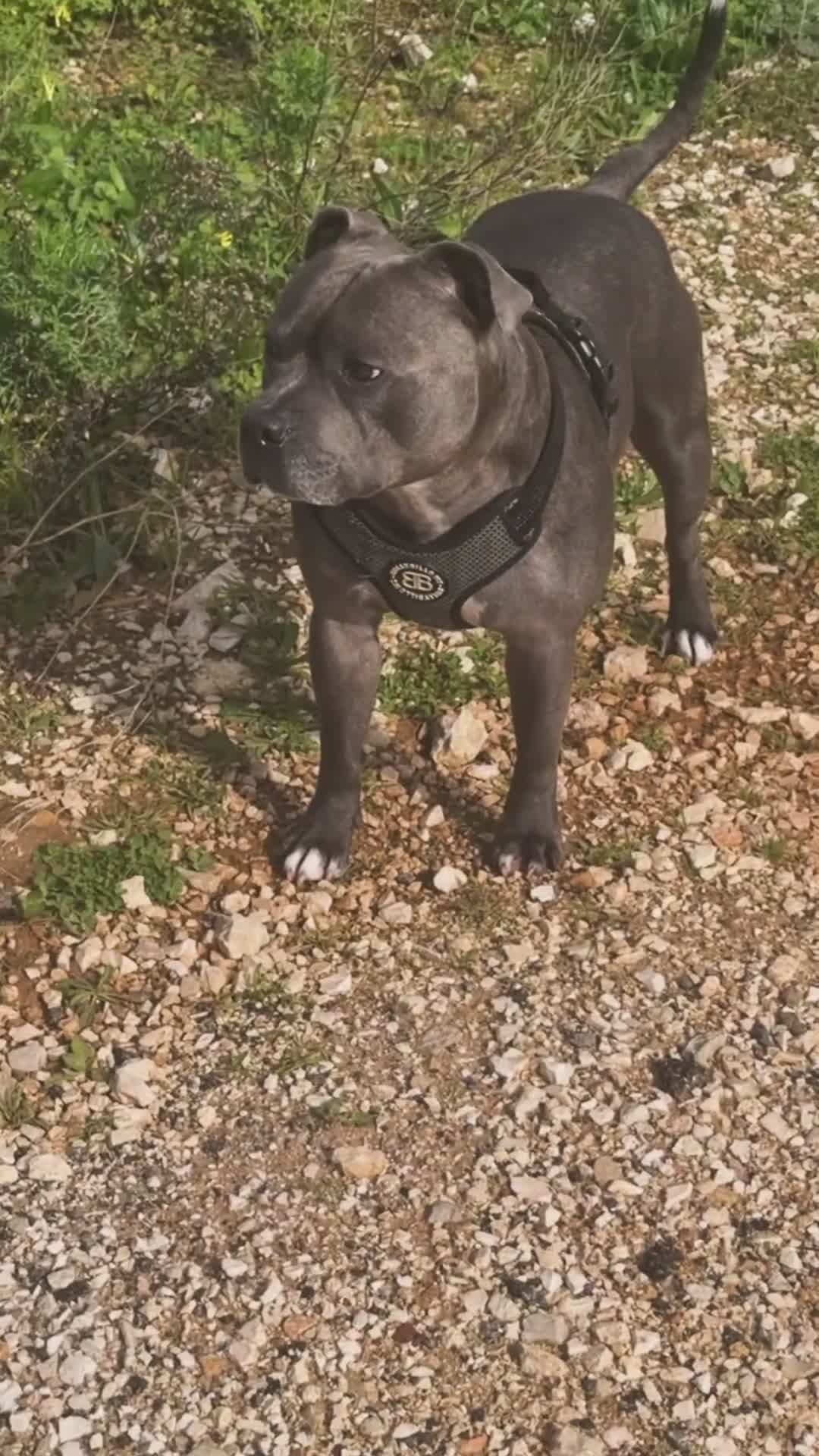 Staffordshire cani per accoppiamento: Disponibile per monta  a Città metropolitana di Palermo - Video 1