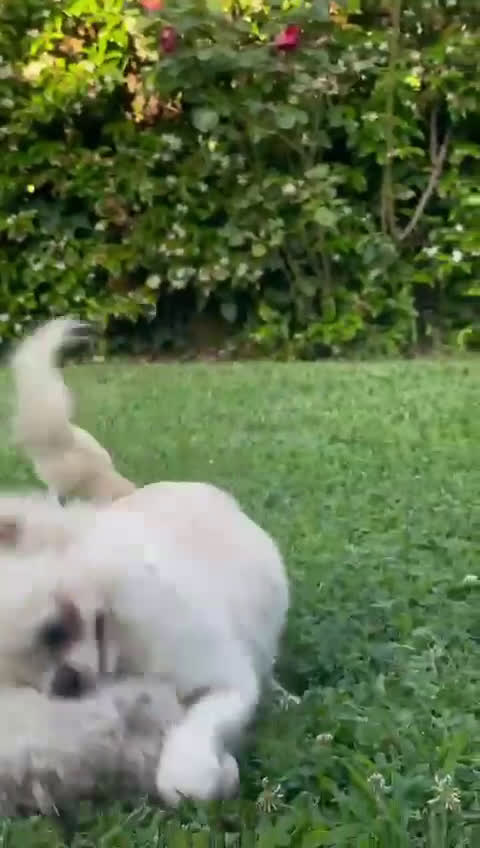 Chihuahua cani in vendita: Cucciolone di chihuahua a Provincia di Rieti - Video 1