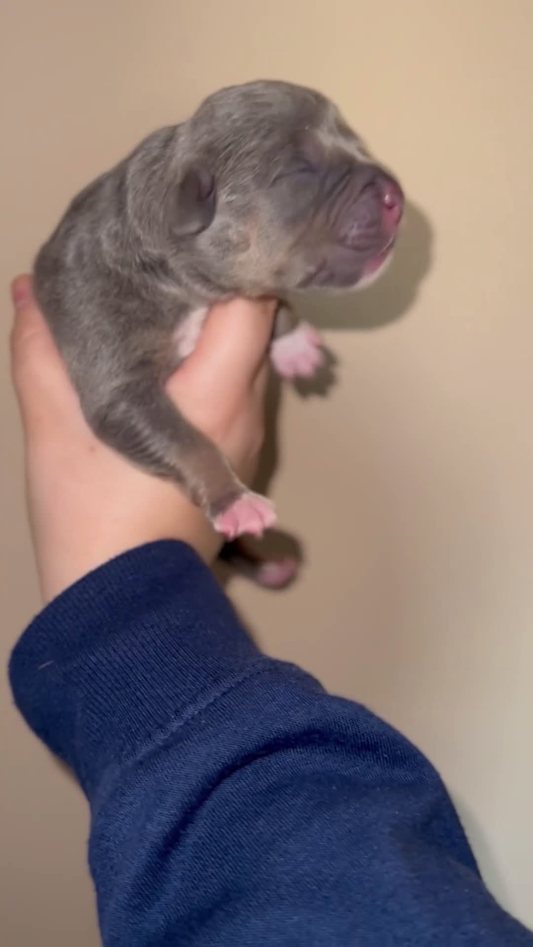 Pitbull cani in vendita: Cuccioli di American Pitbull terrier  a Città Metropolitana di Torino - Video 1